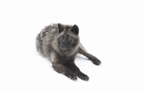 Loup Noir Solitaire Reposant Dans Neige Hivernale Canada — Photo