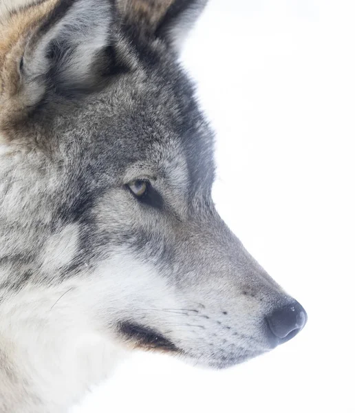 Волчанка Серого Волка Волка Серого Волка Белом Фоне Гуляющая Зимнему — стоковое фото