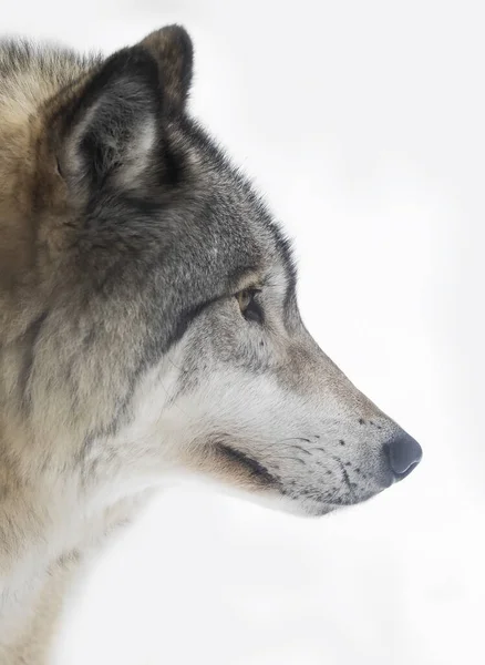 Lobo Solitário Madeira Lupus Grey Wolf Canis Isolado Fundo Branco — Fotografia de Stock