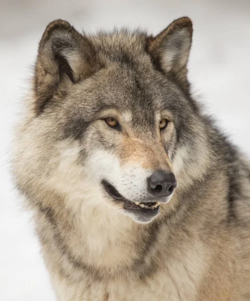 Lone Timber Wolf Grey Wolf Canis Lupus Isolated White Background — Stock Photo, Image