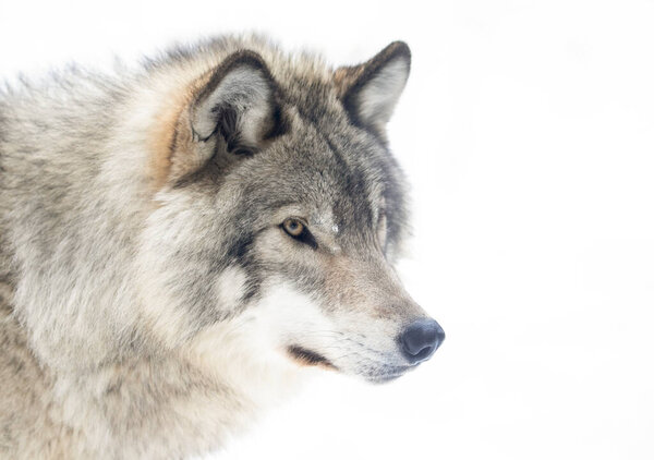 A lone Timber wolf or Grey Wolf Canis lupus isolated on white background walking in the winter snow in Canada