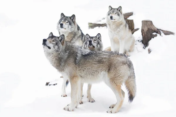 Lobos Madera Lobos Grises Canis Lupus Aislados Sobre Fondo Blanco —  Fotos de Stock