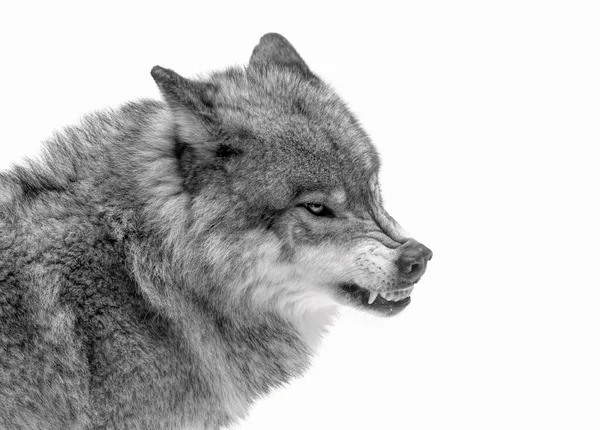 Loup Solitaire Loup Gris Canis Lupus Isolé Sur Fond Blanc — Photo