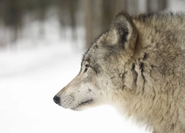 Osamělý Dřevěný Vlk Nebo Šedý Vlk Canis Lupus Izolované Bílém — Stock fotografie