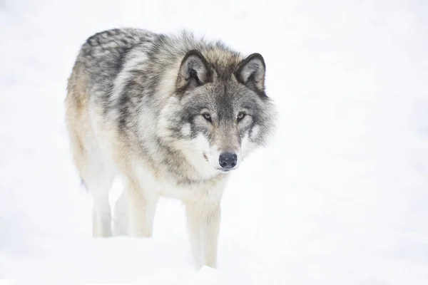 Lobo Solitário Madeira Lupus Grey Wolf Canis Isolado Fundo Branco — Fotografia de Stock