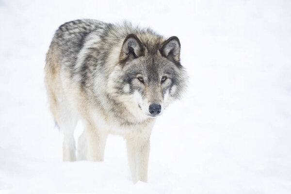 A lone Timber wolf or Grey Wolf Canis lupus isolated on white background walking in the winter snow in Canada