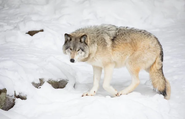 Een Eenzame Wolf Grijze Wolf Canis Lupus Geïsoleerd Witte Achtergrond — Stockfoto