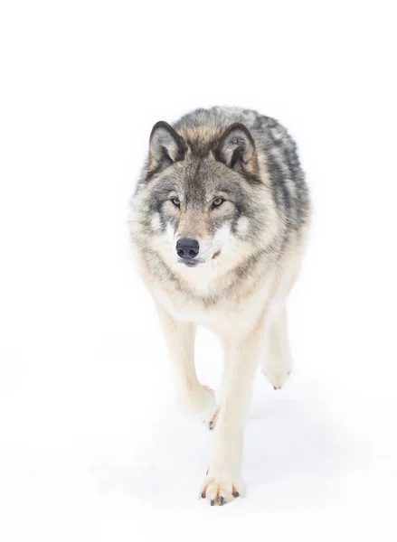 Ensam Timber Wolf Eller Grey Wolf Canis Lupus Isolerad Vit — Stockfoto