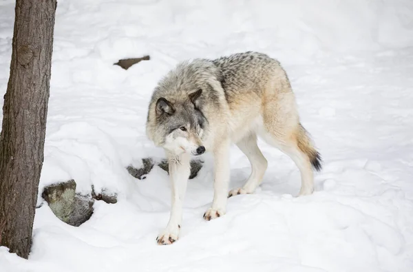 Osamělý Dřevěný Vlk Nebo Šedý Vlk Canis Lupus Izolované Bílém — Stock fotografie