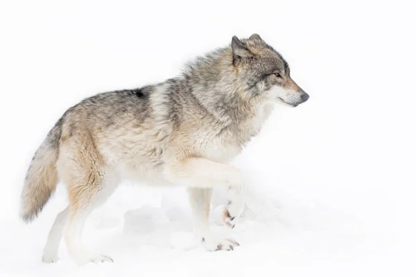 在加拿大冬天的雪地里 一只孤独的木狼或灰狼在白色背景下被隔离的狼疮 — 图库照片