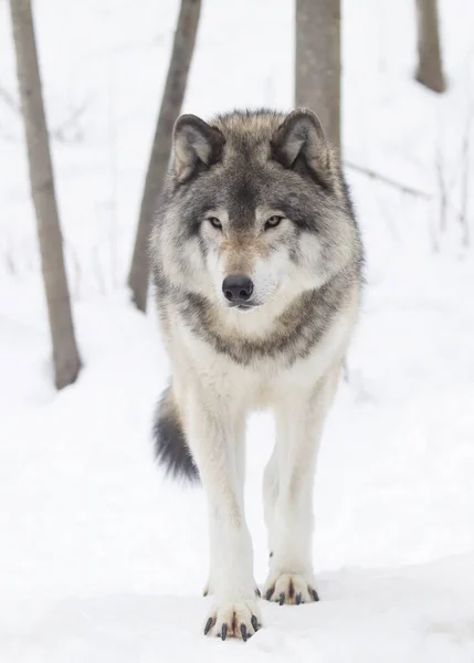 Lobo Maderero Solitario Lobo Gris Canis Lupus Aislado Sobre Fondo — Foto de Stock