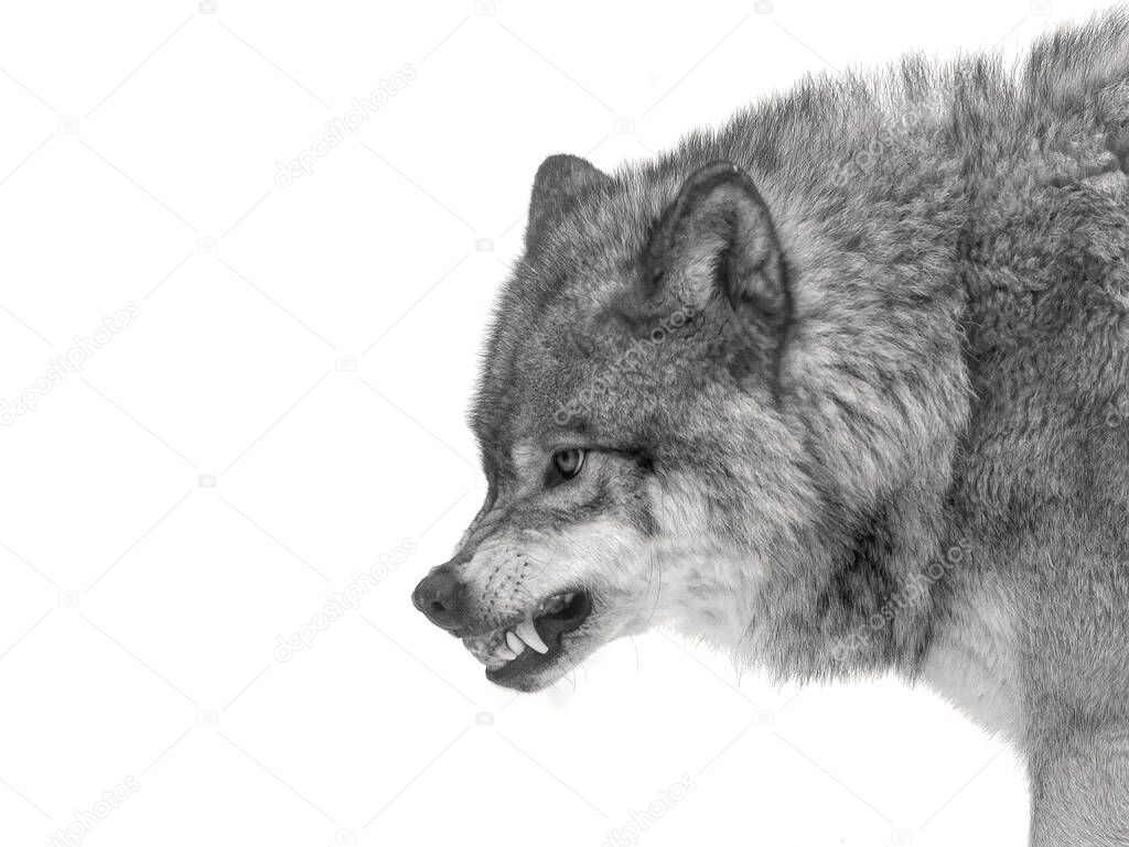 A lone Timber Wolf or Grey Wolf Canis lupus isolated on white background growling in the winter snow in Canada