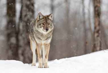 Yalnız bir çakal (Canis latrans) Kanada 'da kış karında beyaz arka planda yürüyüp avlanır.