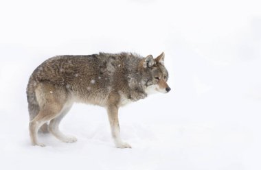 Yalnız bir çakal (Canis latrans) Kanada 'da kış karında beyaz arka planda yürüyüp avlanır.