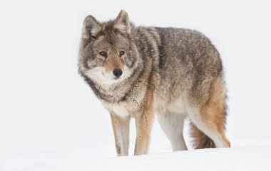 Yalnız bir çakal (Canis latrans) Kanada 'da kış karında beyaz arka planda yürüyüp avlanır.