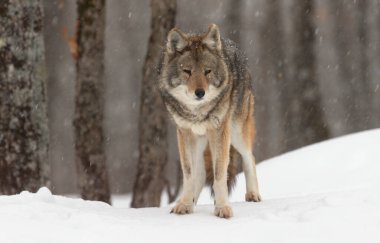 Yalnız bir çakal (Canis latrans) Kanada 'da kış karında beyaz arka planda yürüyüp avlanır.