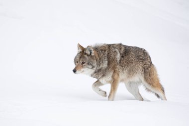 Yalnız bir çakal (Canis latrans) Kanada 'da kış karında beyaz arka planda yürüyüp avlanır.