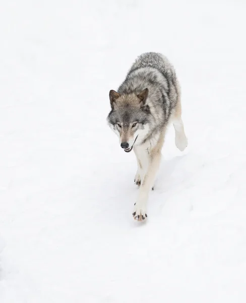 Волчанка Волка Одиночка Волк Волк Волк Белом Фоне Зимний Снег — стоковое фото