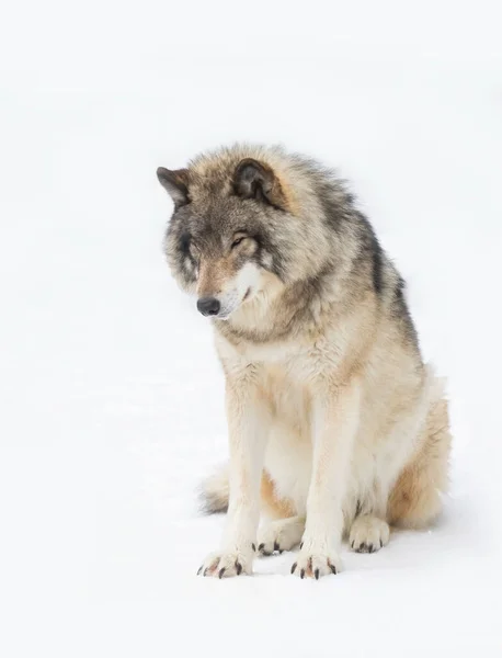 Ensam Timber Wolf Eller Grey Wolf Canis Lupus Isolerad Vit — Stockfoto