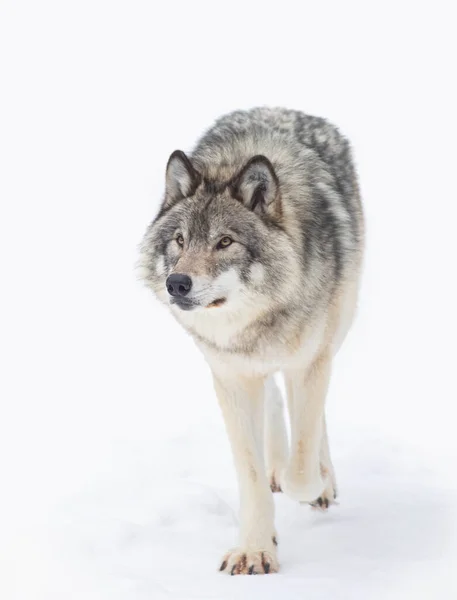 Ensam Timber Wolf Eller Grey Wolf Canis Lupus Isolerad Vit — Stockfoto