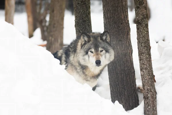 Lobo Maderero Lobo Gris Canis Lupus Retrato Primer Plano Invierno — Foto de Stock