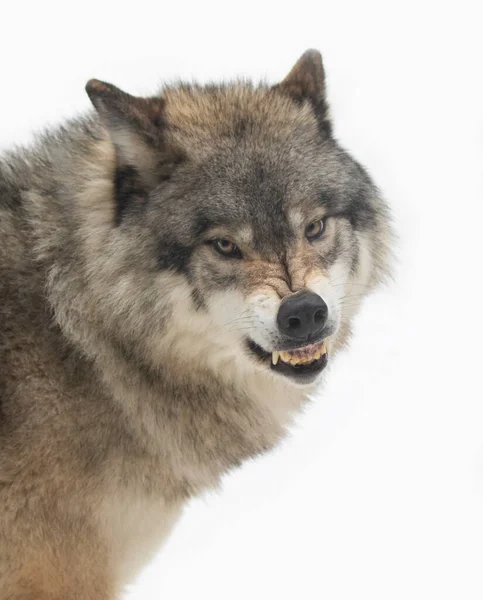 在加拿大冬季的雪地里 木材狼或灰狼卡尼斯狼疮肖像画特写镜头在咆哮 — 图库照片