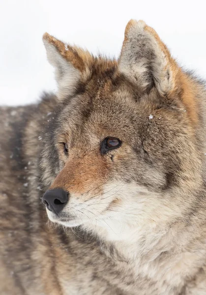 Coyote Solitario Canis Latrans Primer Plano Nieve Invierno Canadá — Foto de Stock