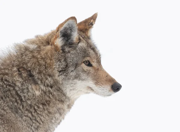Een Eenzame Coyote Canis Latrans Dichtbij Wintersneeuw Canada — Stockfoto