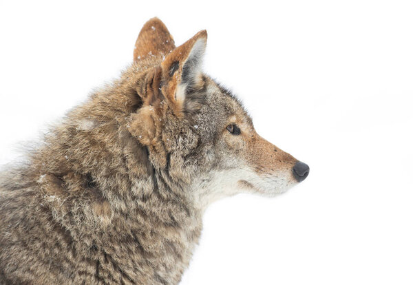 A lone coyote (Canis latrans) closeup in winter snow in Canada