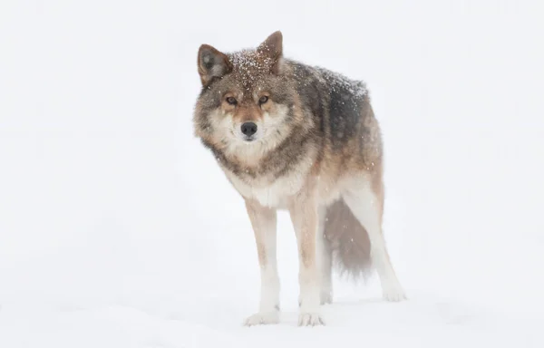 加拿大冬雪中 一只孤独的狼 犬牙狼 在白色背景下被隔离 行走和狩猎 — 图库照片