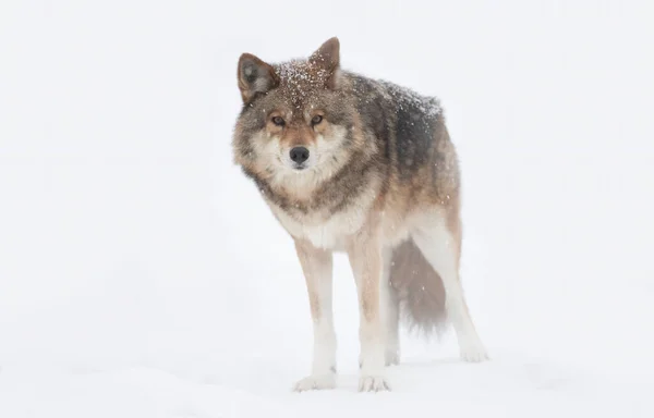 Ένα Μοναχικό Κογιότ Canis Latrans Απομονωμένο Λευκό Φόντο Περπάτημα Και — Φωτογραφία Αρχείου