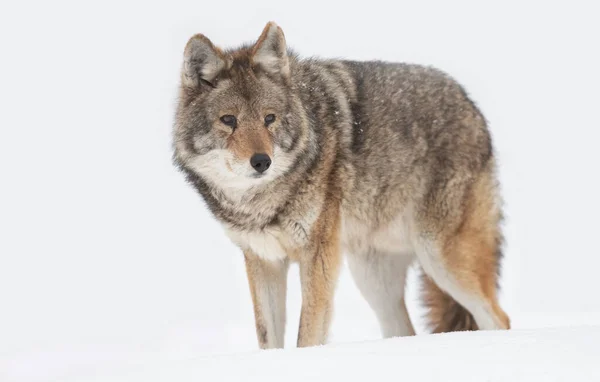 Coiote Solitário Canis Latrans Isolado Fundo Branco Caminhando Caçando Neve — Fotografia de Stock