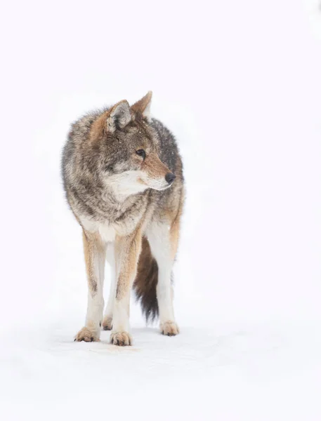 Одинокий Койот Canis Latrans Изолированный Белом Фоне Ходьба Охота Зимний — стоковое фото