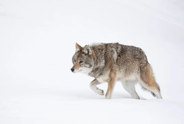 Coiote Solitário Canis Latrans Isolado Fundo Branco Caminhando Caçando Neve — Fotografia de Stock