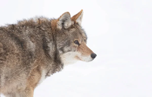 加拿大冬季大雪中一只孤独的土狼 Canis Latrans 的特写 — 图库照片