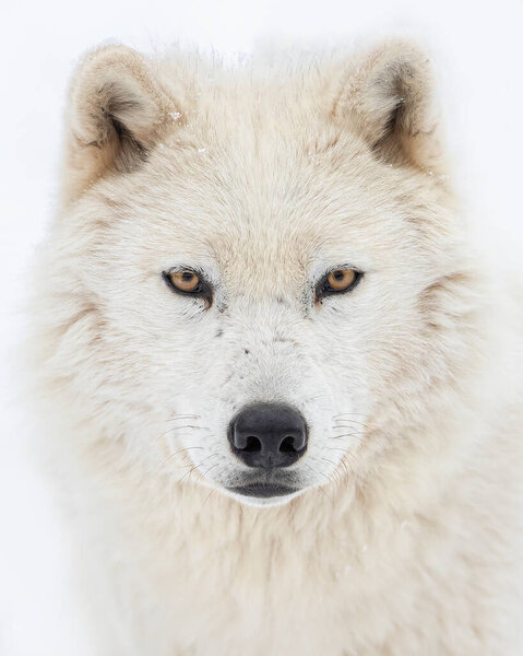 Arctic wolf portrait in the winter snow in Canada