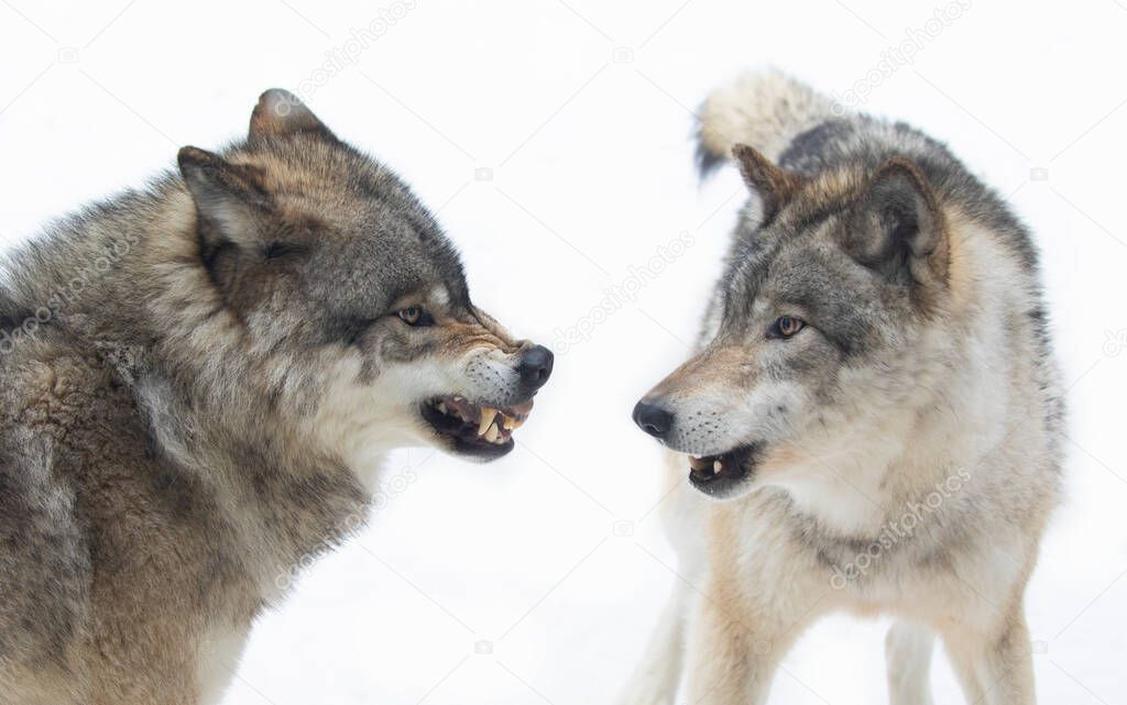 Three Timber wolves or grey wolves Canis lupus isolated on white background playing in the winter snow in Canada