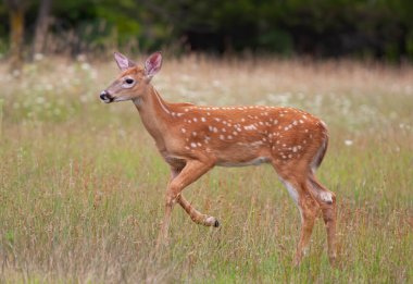 White-tailed deer fawn walking in the forest in late spring in Canada