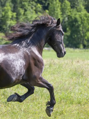 Kanada, Quebec 'te kırsal bir çayırda koşan siyah aygır.