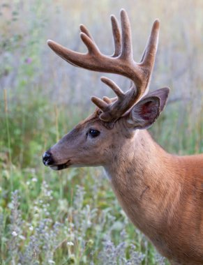 Beyaz kuyruklu geyik geyiği sabahın erken saatlerinde kadife boynuzlarıyla Kanada 'da ilkbaharda bir çayırda yürüyor.