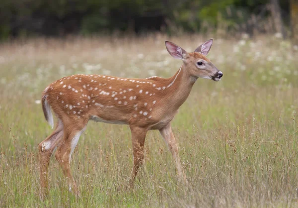 White Tailed Deer Fawn Walking Forest Late Spring Canada — Stock fotografie