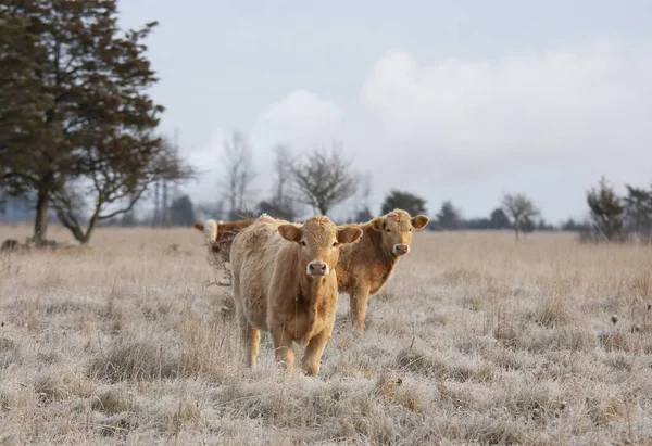 Limousin Cattle Standing Farm Field Cold Crispy Day Canada — Stock Photo, Image
