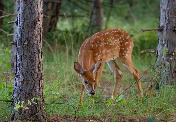White Tailed Deer Fawn Walking Forest Late Spring Canada — Fotografia de Stock