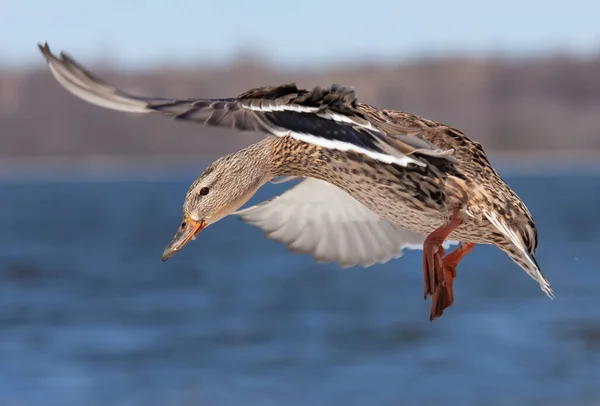 Female Mallard Duck Flight Isolated Blue Winter Sky Canada — стокове фото