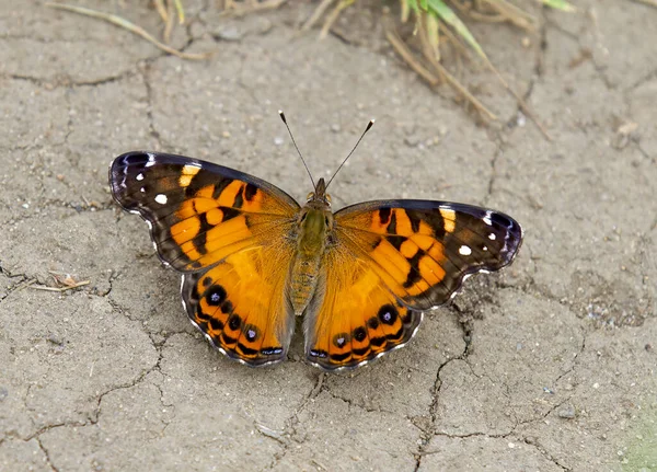 American Painted lady butterfly with wings open on a summer day in Canada