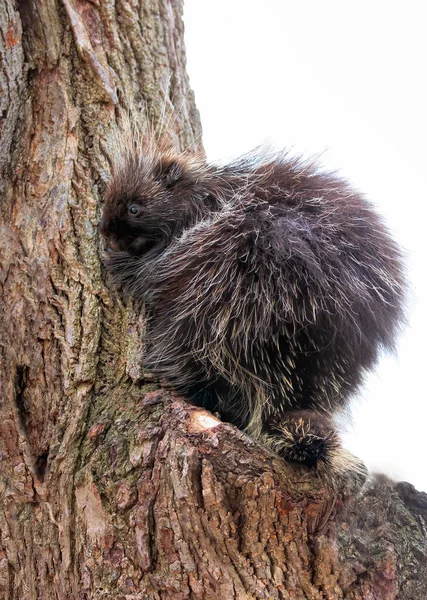 Baby Porcupine Climbing Tree Summer Canada — Photo