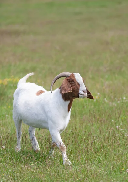 Boer Goat Buck Male Horns Walking Farm Field Canada — стоковое фото