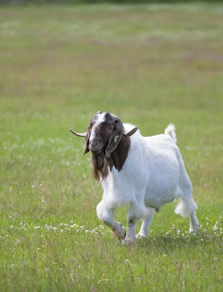 Boer Goat Buck Male Horns Walking Farm Field Canada — Zdjęcie stockowe