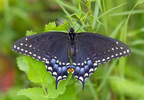 Papillon Queue Hirondelle Noire Papilionidae Avec Les Ailes Ouvertes Sur — Photo