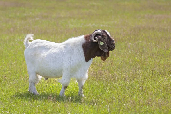 Boer Goat Buck Male Horns Walking Farm Field Canada — Fotografia de Stock
